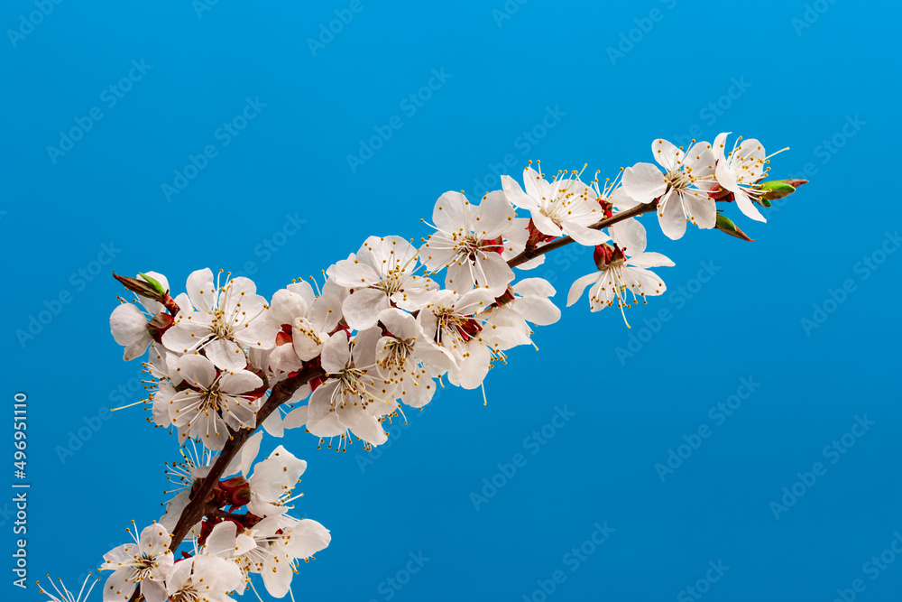 Beautiful cherry blossom flower with branch on blue background. Beautiful cherry blossom flower with branch on blue background.