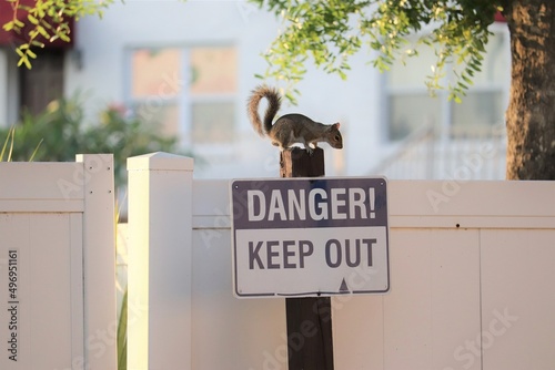 Fotografija Squirrel Standing on Post Reading Danger Sign