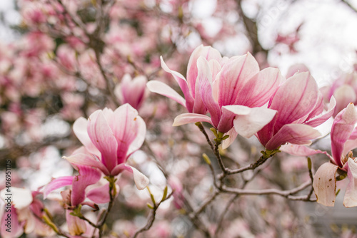 Close Up of Magnolia Flowers. Perfect Spring Concept Background
