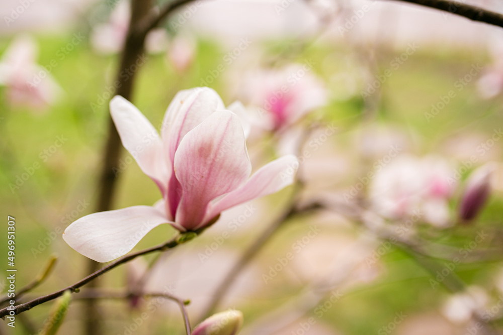 Close Up of Magnolia Flowers. Perfect Spring Concept Background