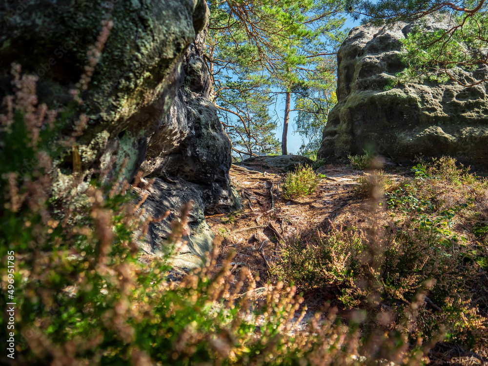 Großer Lorenzstein in der Sächsischen Schweiz - Heidekraut am Rabentürmchen Großer Lorenzstein in der Sächsischen Schweiz - Heidekraut am Rabentürmchen
