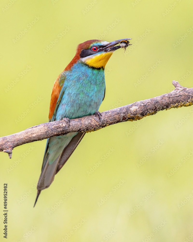 European Bee Eater perched on Branch with insect