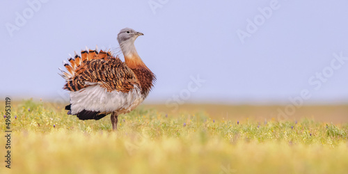 Canvastavla Great Bustard Display in Grassland