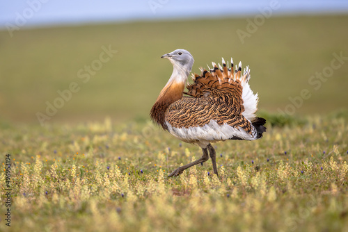 Great Bustard Walking in Grassland