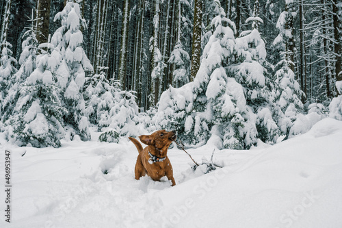 brown labrador retriever dog playing with a branch in deep snow in swiss winter