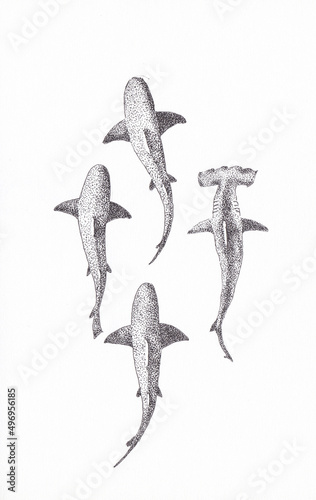 Misfit. Pen and ink drawing of a hammerhead shark among blue sharks