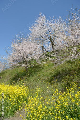春の津山城 菜の花と桜 岡山県津山市