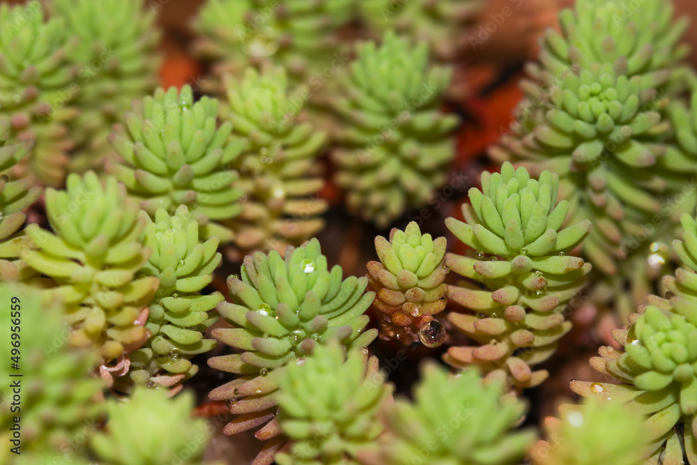 Turkish Stonecrop Succulent Plant With Water Droplets (Sedum pallidum) Turkish Stonecrop Succulent Plant With Water Droplets (Sedum pallidum)