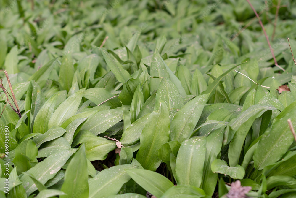 Fototapeta premium Wild garlic or Allium Ursinum leafs in spring time in Werdenberg in Switzerland