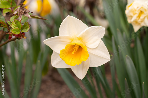 White wild Daffodil or Narcissus Pseudonarcissus in a park in Werdenberg in Switzerland photo