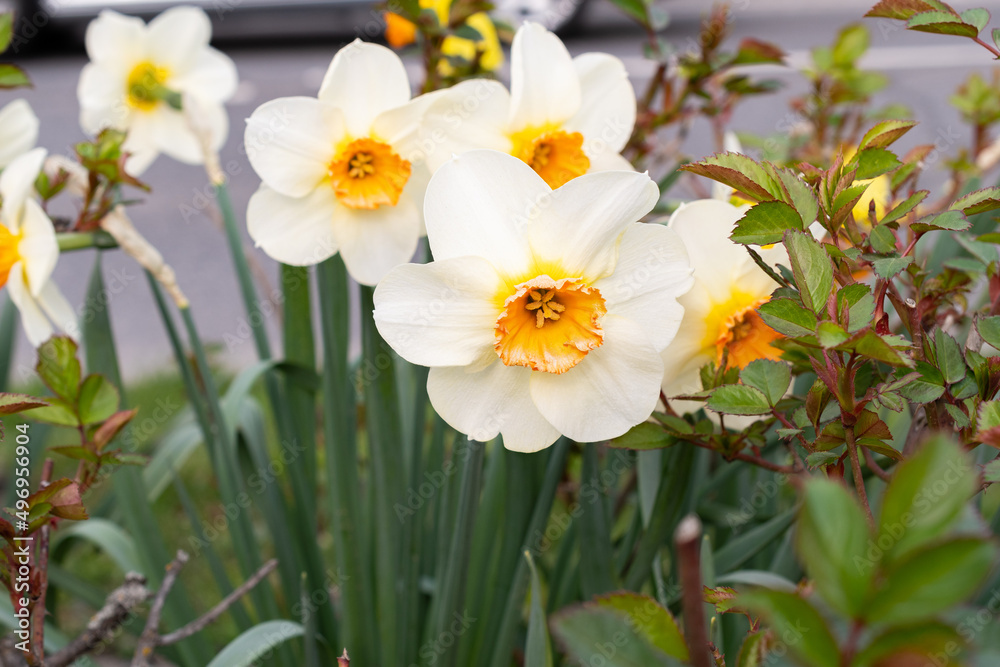 White wild Daffodil or Narcissus Pseudonarcissus in a park in Werdenberg in Switzerland White wild Daffodil or Narcissus Pseudonarcissus in a park in Werdenberg in Switzerland