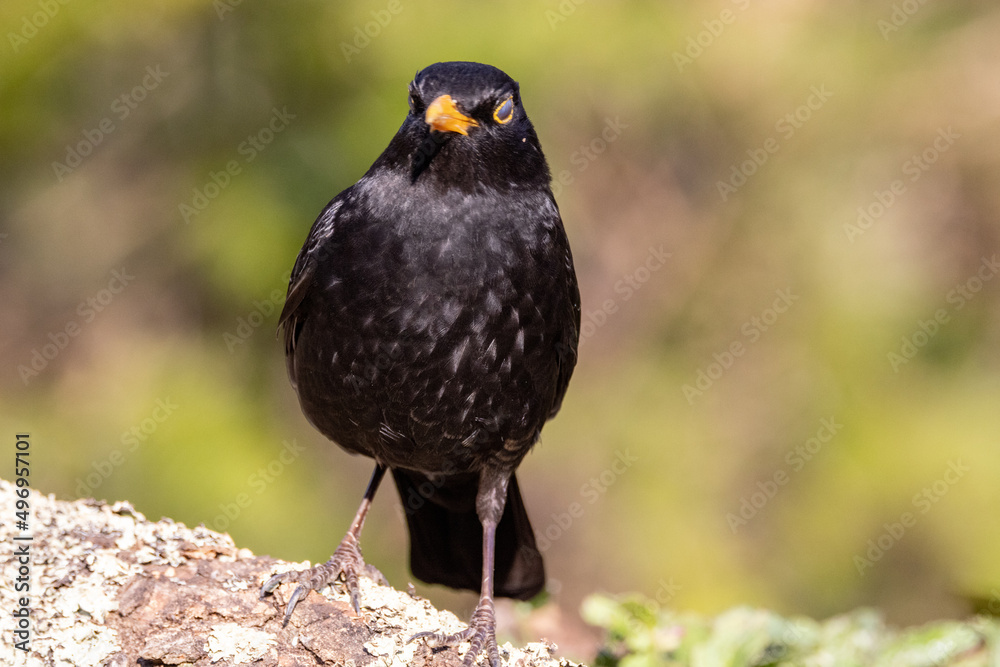 Obraz premium Male Blackbird (Turdus merula) in woodland setting