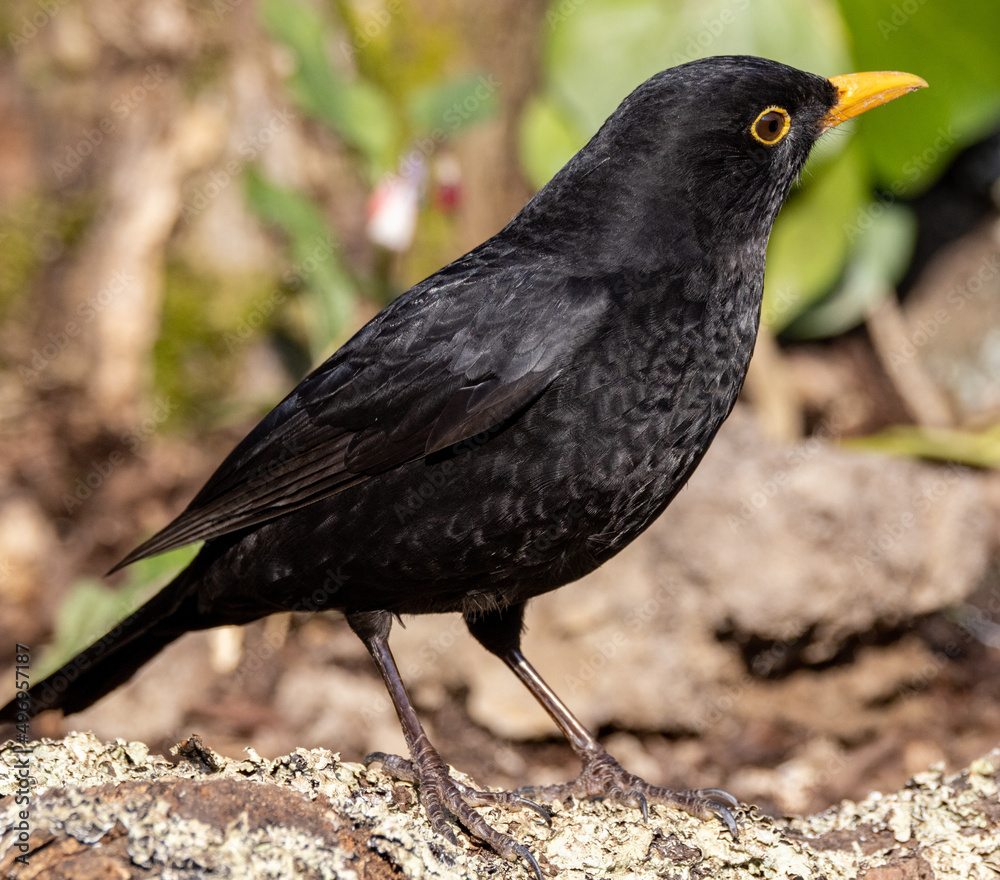 Male Blackbird (Turdus merula) in woodland setting Male Blackbird (Turdus merula) in woodland setting