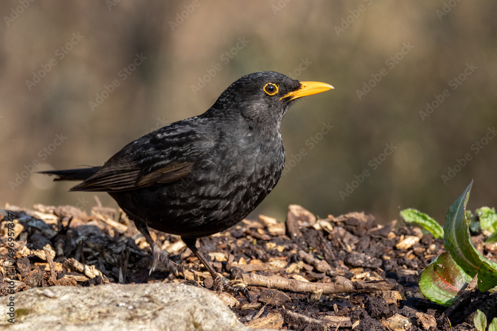 Male Blackbird (Turdus merula) in woodland setting Male Blackbird (Turdus merula) in woodland setting