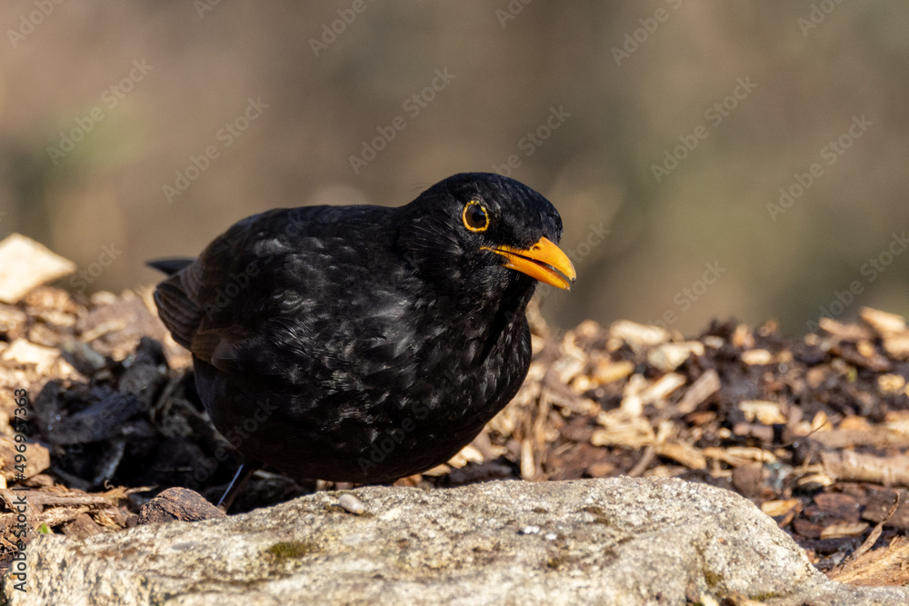 Male Blackbird (Turdus merula) in woodland setting Male Blackbird (Turdus merula) in woodland setting