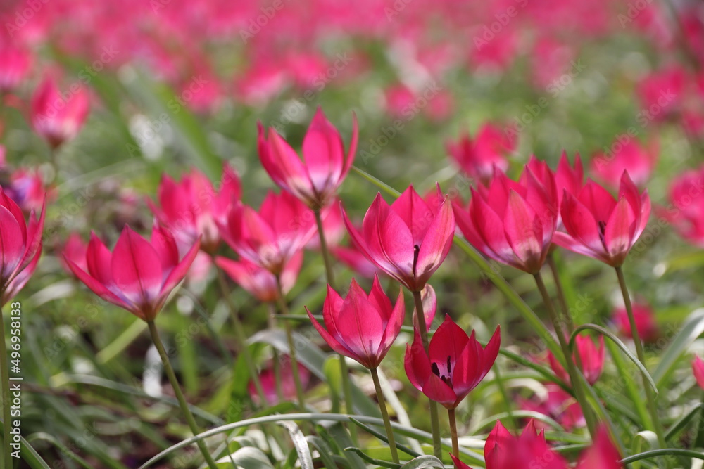 pink tulips in a spring meadow with a blurred background 