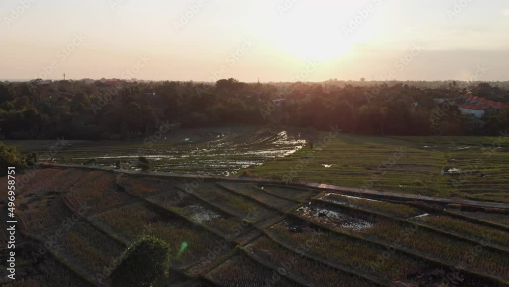 Rice Fields at Sunset - drone view - Bali, Indonesia Rice Fields at Sunset - drone view - Bali, Indonesia