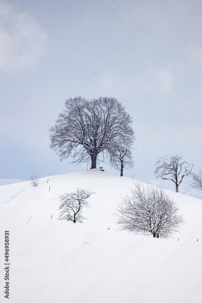 lone tree on top of a hill in Emmental in winter