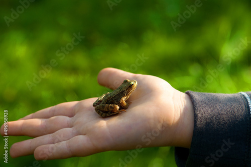Frog on the kid hand