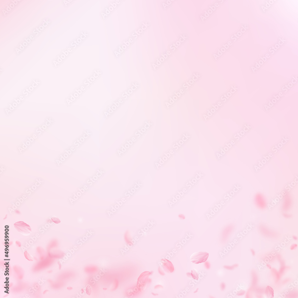 Sakura petals falling down. Romantic pink flowers gradient. Flying petals on pink square background. Love, romance concept. Captivating wedding invitation.