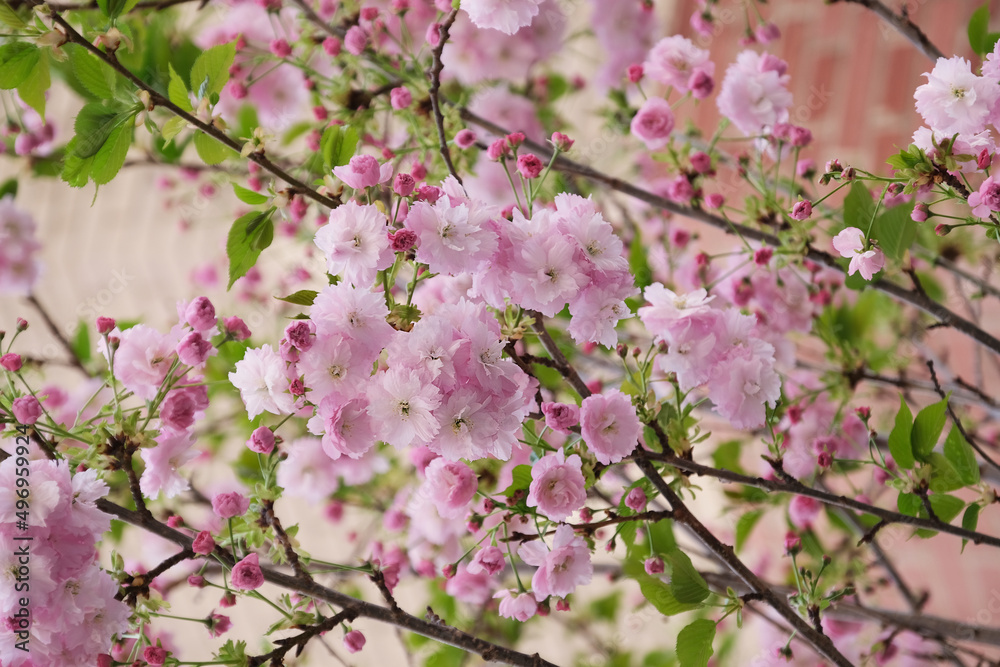 custom made wallpaper toronto digitalSpring bloom