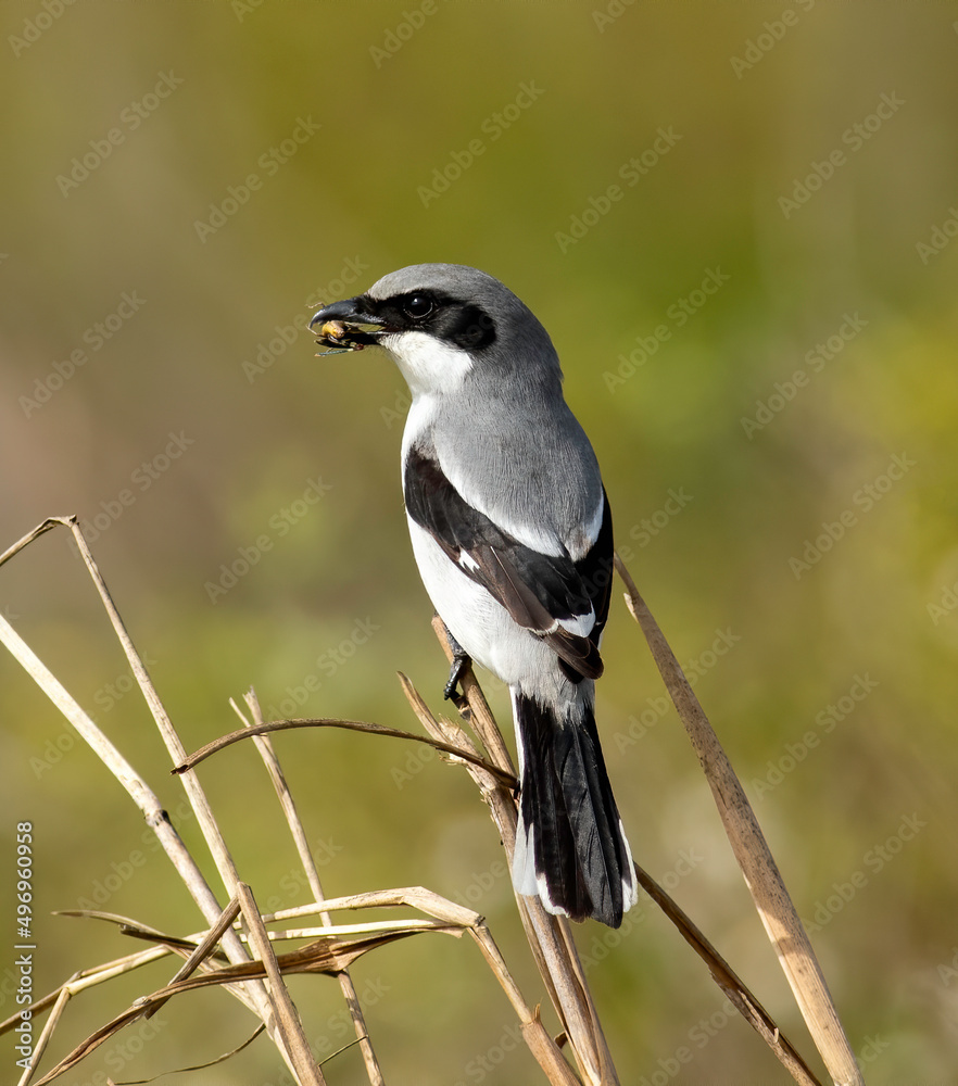 Εκτύπωση καμβά A loggerhead shrike with a grasshopper in its beak.