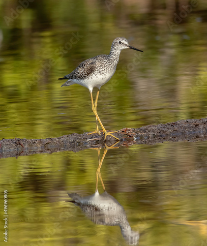 A lesser yellowlegs standing on a mud flat in the marsh at low tide.  photo
