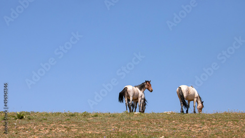 Red and Blue Roan wild horses with blue background on mountain ridge in Montana United States