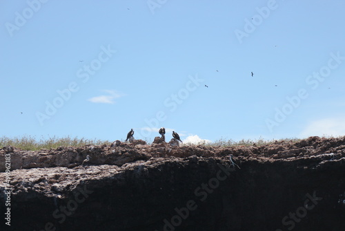 Birds in Punta de Mita, Mexico