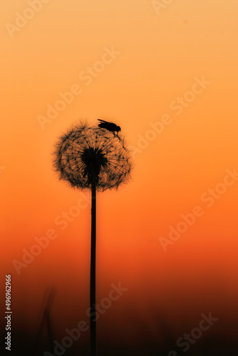 dandelion at sunset