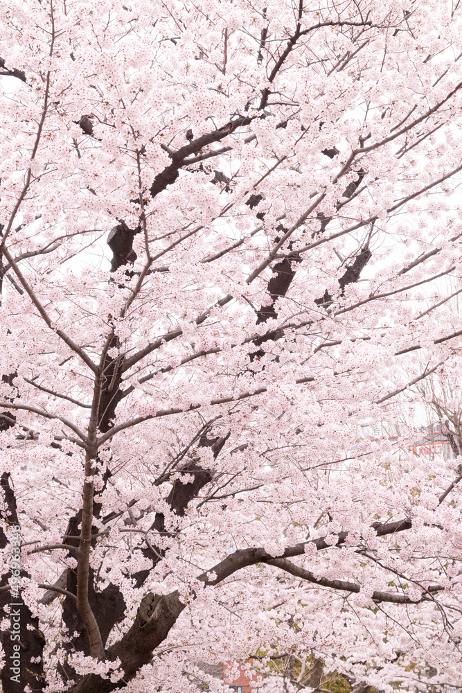 満開の桜 満開の桜