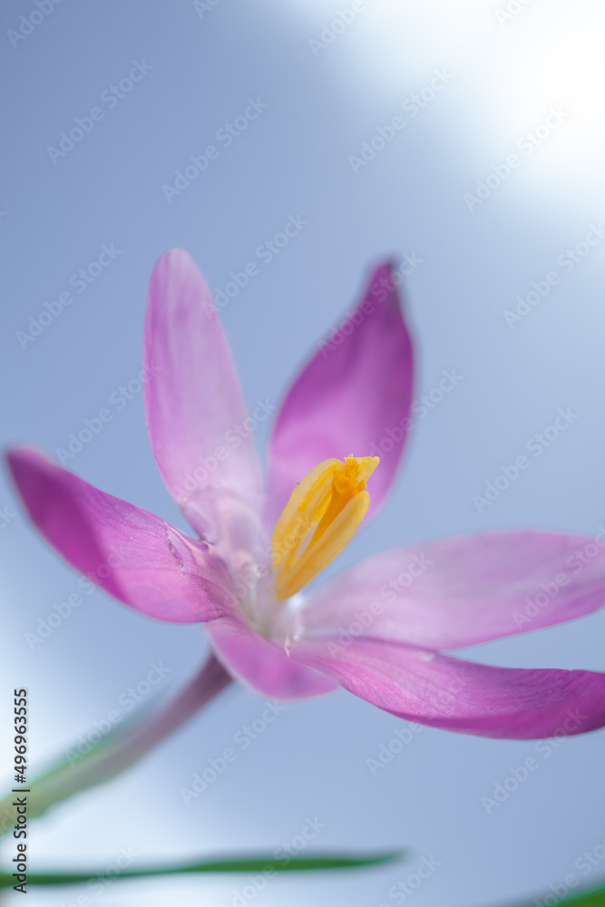 Close up one crocus on a lilas background. Spring concept. blur and selective focus, blurred foreground
