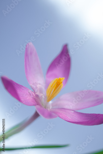 Close up one crocus on a lilas background. Spring concept. blur and selective focus, blurred foreground