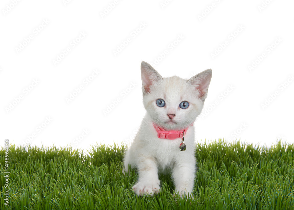 Cute little Siamese mix kitten wearing a pink collar with bell standing in green grass looking directly at viewer, one paw slightly elevated. Isolated on white.