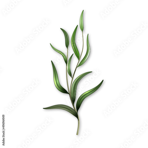 Rosemary Branch Natural Culinary Ingredient Vector. Rosemary Botany Organic Spice For Cooking. Freshness Green Leaves Flavor Herb, Delicious Flavoring Plant Template Realistic 3d Illustration