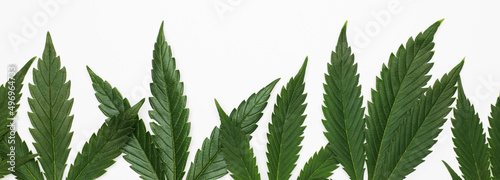 Marijuana leaves or cannabis isolated on white background. 