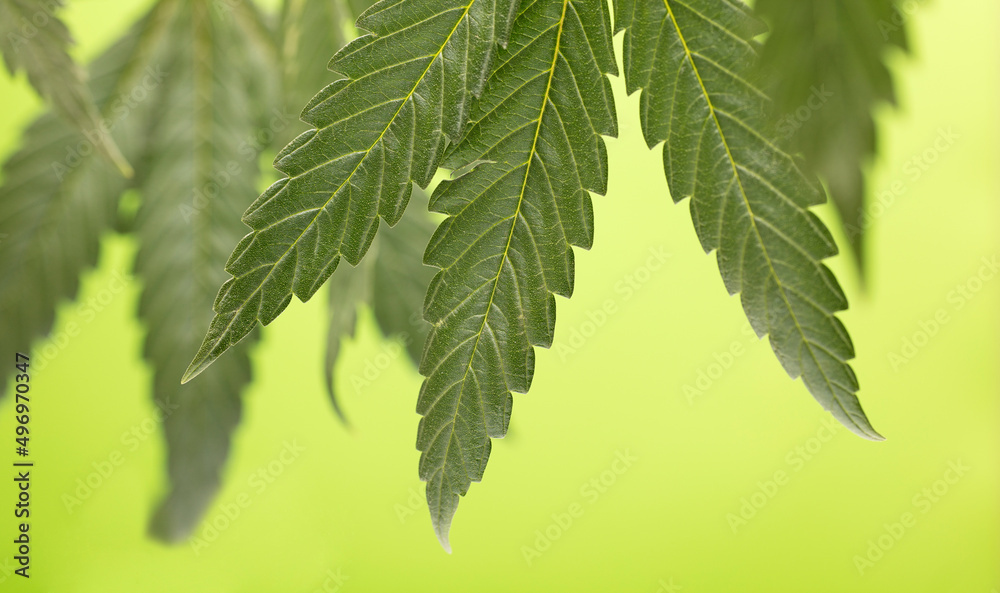 Leaves of cannabis plants or hemp for alternative medicine concept, green background Leaves of cannabis plants or hemp for alternative medicine concept, green background