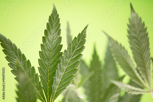 Leaves of cannabis plants or hemp for alternative medicine concept  green background