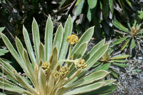 espeletia - Frailejón 