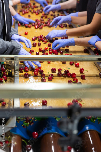 Red sweet cherry washing and sorting on the conveyor line at the fruit factory