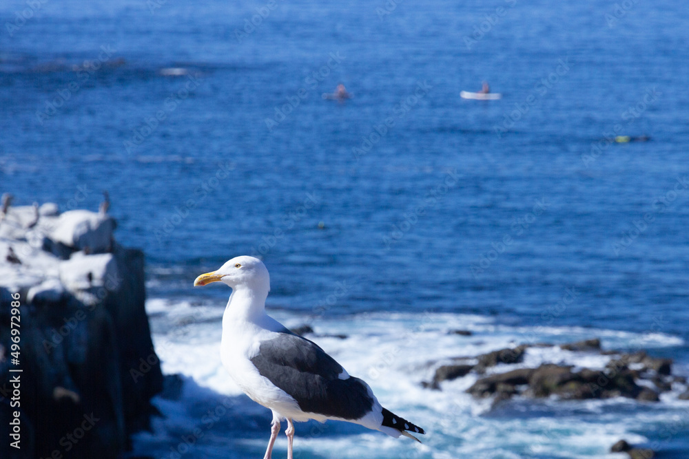 Obraz premium seagull on the beach