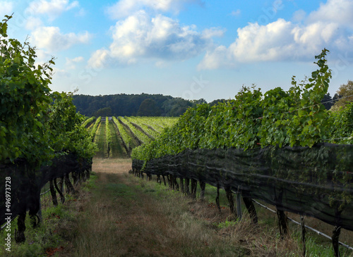 Vineyard