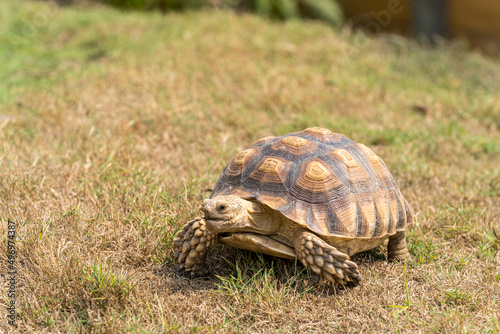 Sulcata tortoise in the grass. Sulcata tortoise in a green field.