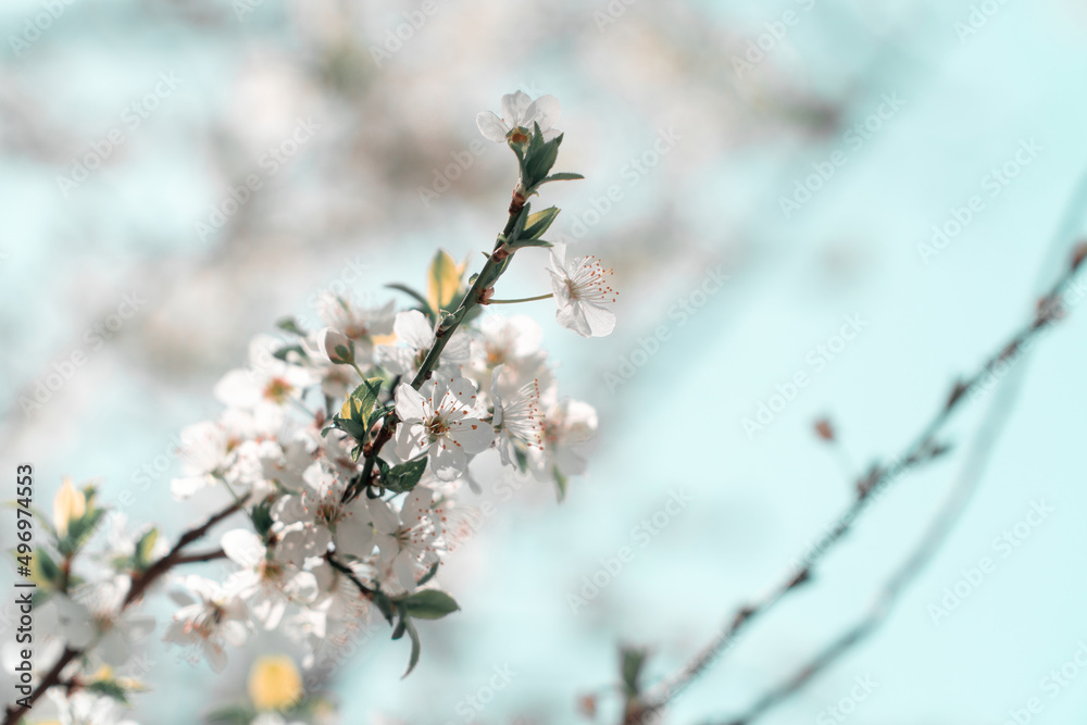 Spring flowers, white spring flowers blooming on the tree branches. Fresh blossom growth.