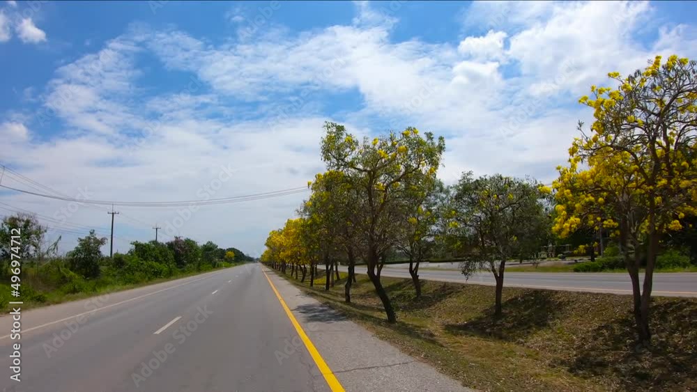POV Drive travel on beautiful asphalt road passes through Tabebuia aurea Tree of gold Silver trumpet tree flowers are bloom on both sides with blue sky at Sukhothai province unseen Thailand