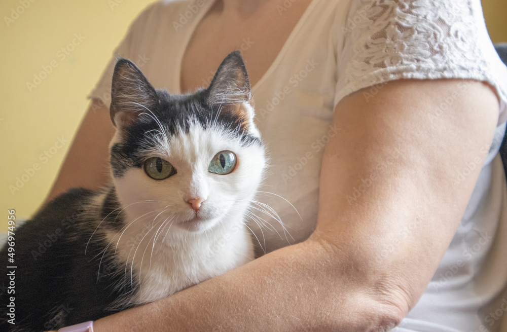 Close-up portrait of a black and white domestic cat sitting in the arms of an adult woman, indoors Close-up portrait of a black and white domestic cat sitting in the arms of an adult woman, indoors