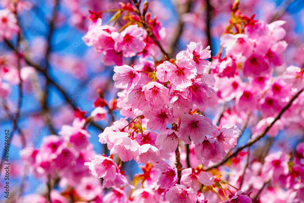 Fototapeta premium 桜つつみ公園の陽光桜