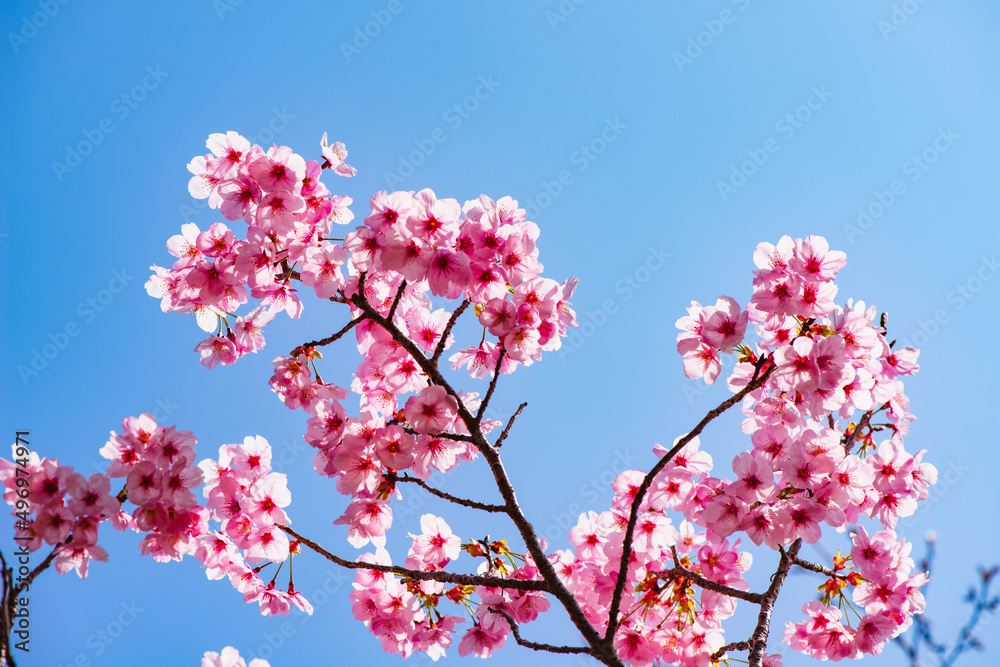 桜つつみ公園の陽光桜 桜つつみ公園の陽光桜