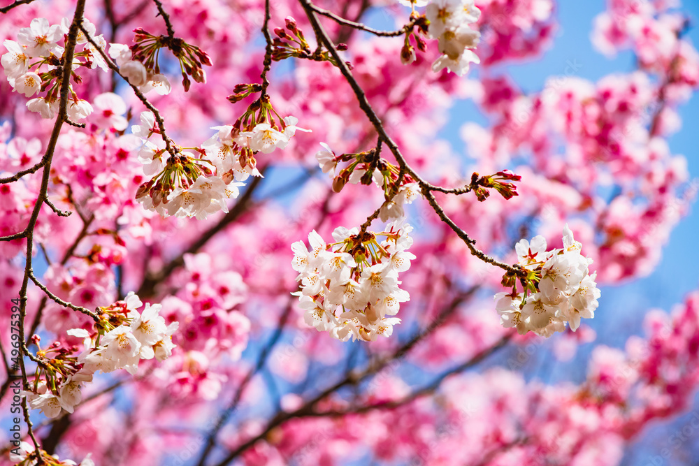 桜つつみ公園のソメイヨシノ 桜つつみ公園のソメイヨシノ