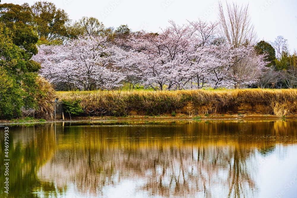 風土記の岡の桜